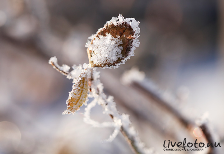 101222 löv